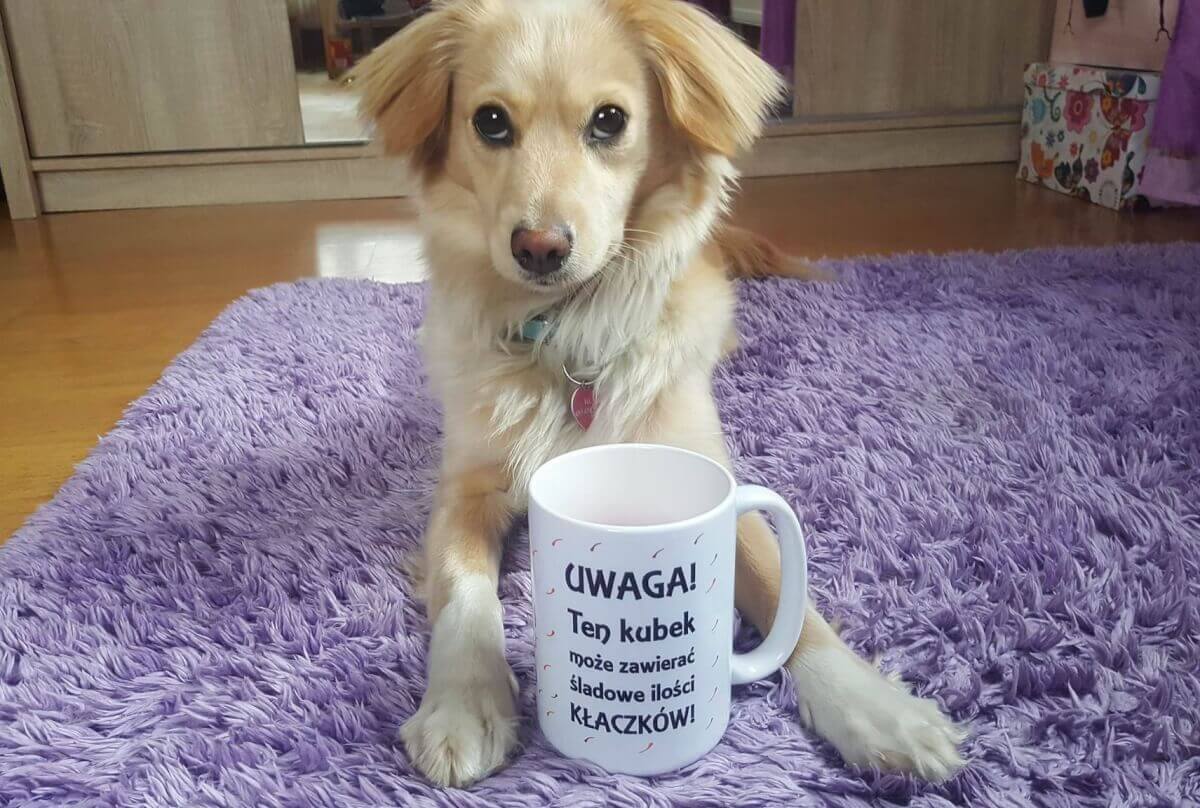 Va prezentam o poveste emotionanta despre adoptarea unui mongrel Zuzia dintr-un adapost. Sunt multe de invatat din aceasta poveste!