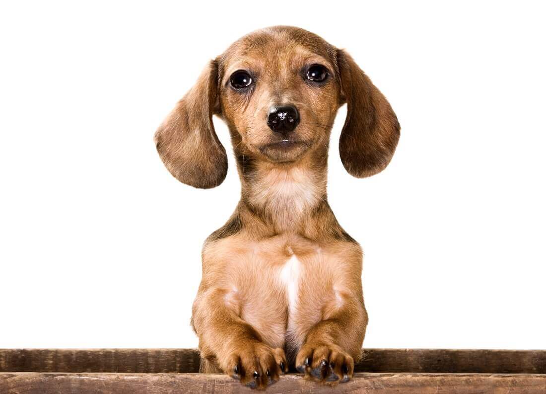 Ce este piometria? Care sunt cauzele si cum se trateaza – raspunde medicul veterinar.