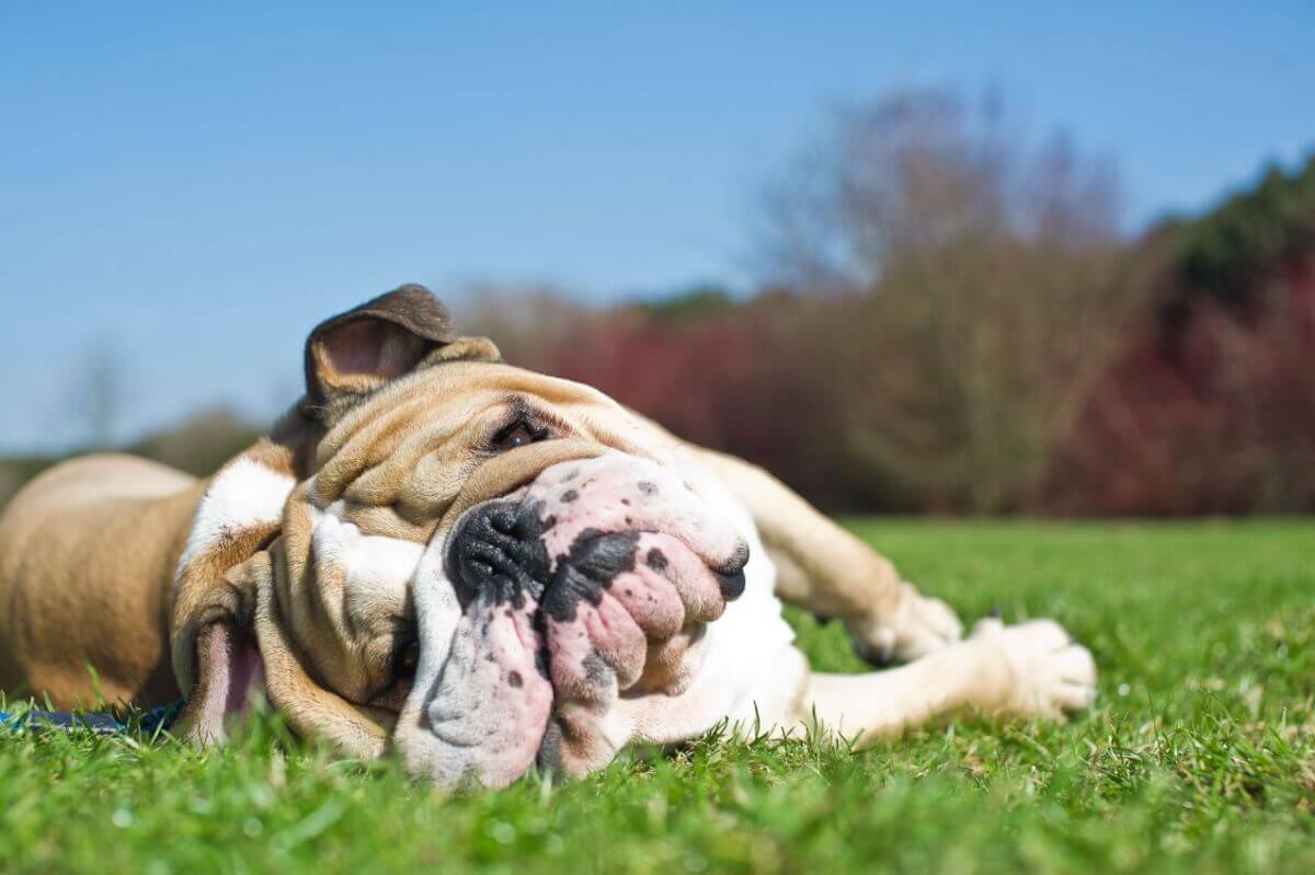 Caldura este periculoasa pentru animale. Daca banuiti ca animalul dvs. are insolatie, actionati imediat.