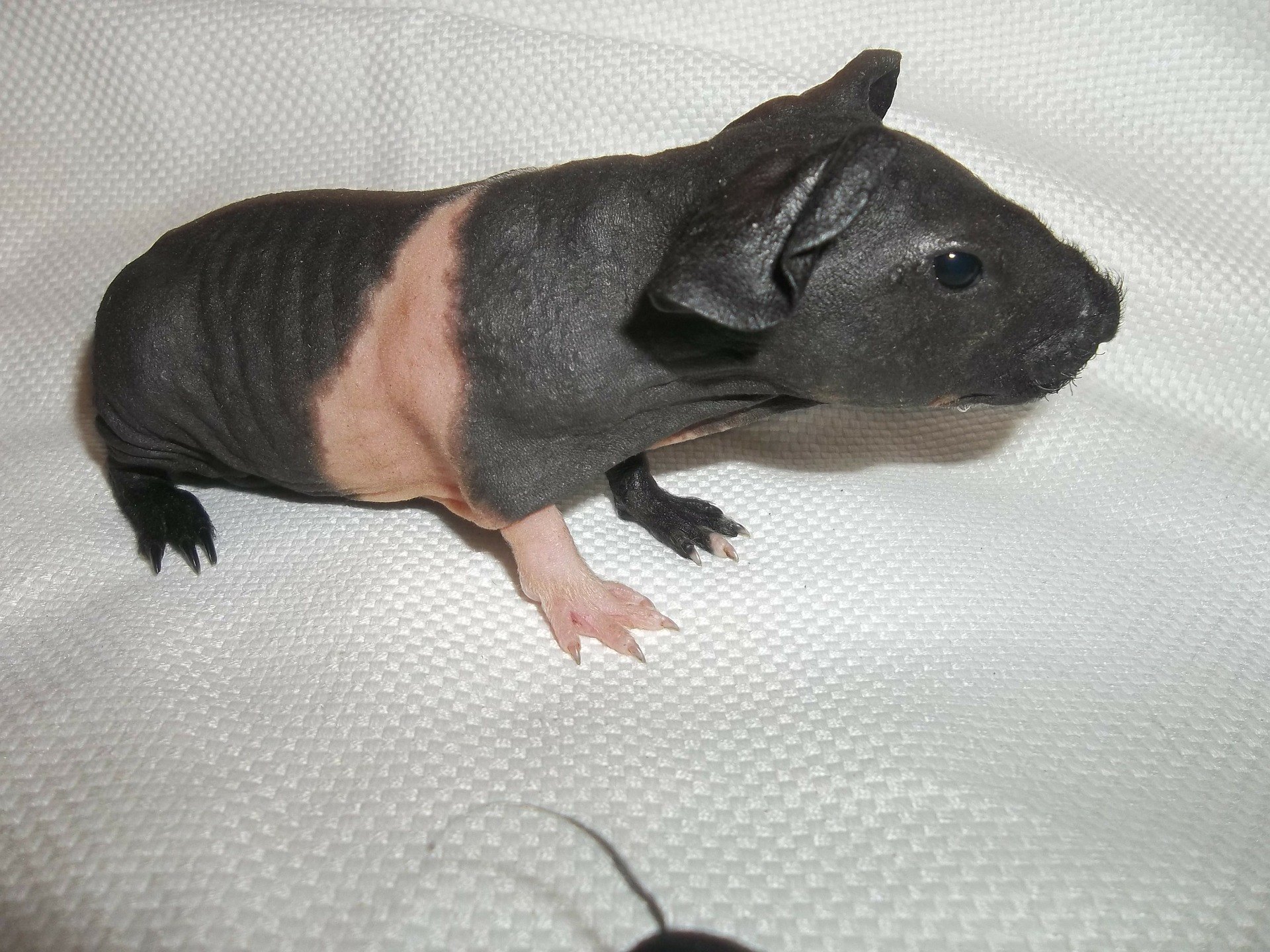 Cele mai importante informatii despre ingrijirea, alimentatia si sanatatea porcusorilor de Guineea din rasa Skinny.