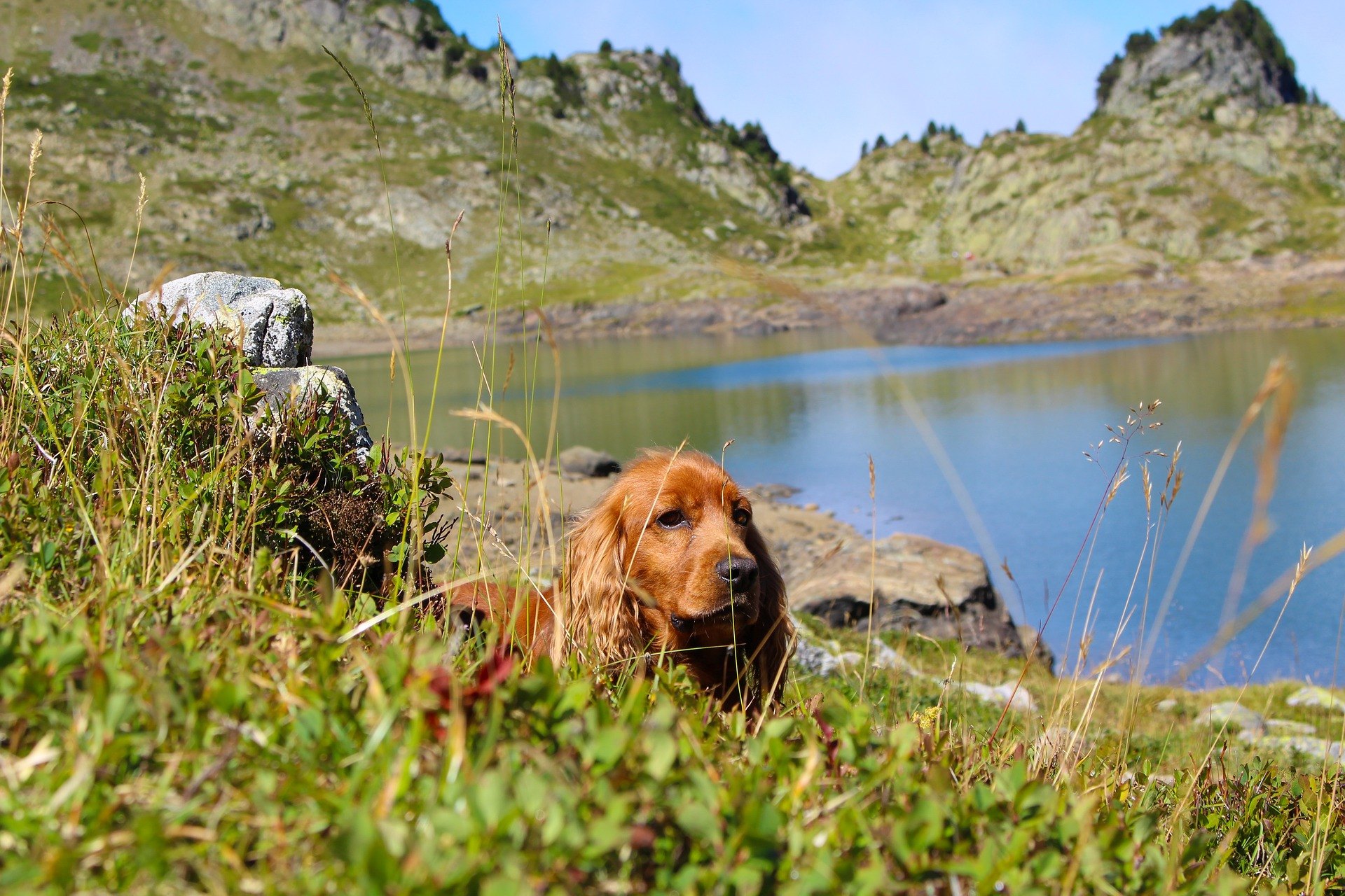 Cockerul Spaniel englez este o rasa de caini de vanatoare menit sa sperie pasarile.