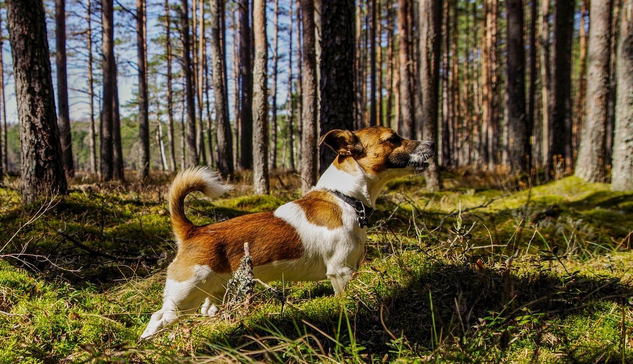 Activ, incapatanat, cu o natura vesela si vioaie – cum este un Jack Russel Terrier? Cititi cele mai importante informatii depsre rasa.