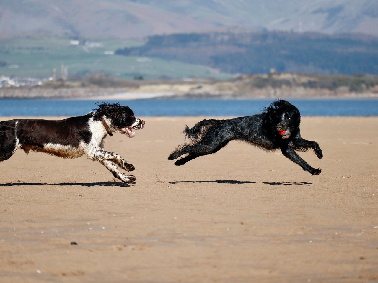 Springerul Spaniel englez este mai mare, mai rapid si mai rezistent decat ceilalti Spanieli.