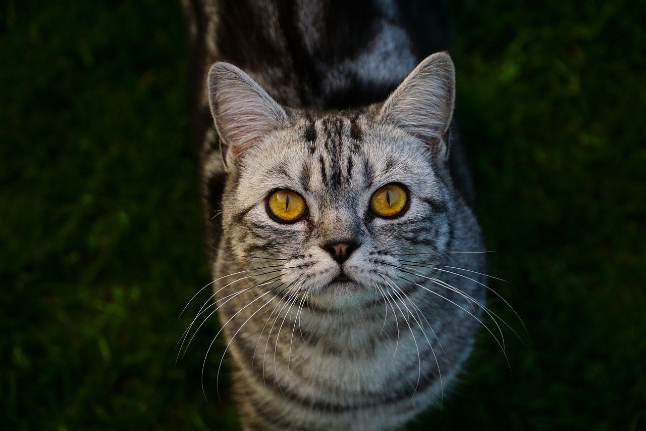 Cele mai importante informatii despre caracterul, hrana, ingrijirea si sanatatea rasei British Shorthair.