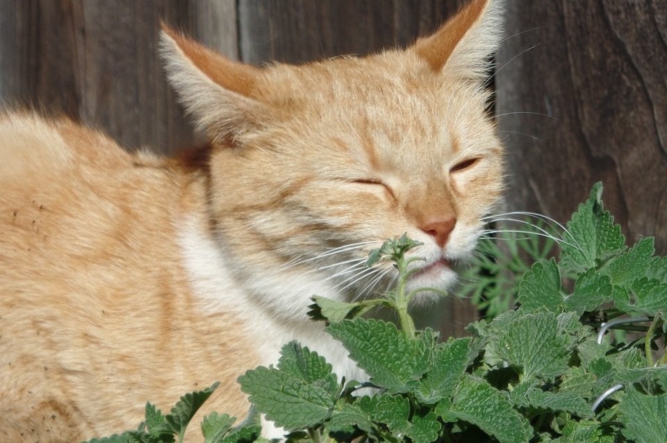 Iarba pisicii (catnip) - ce efect are asupra pisicilor?