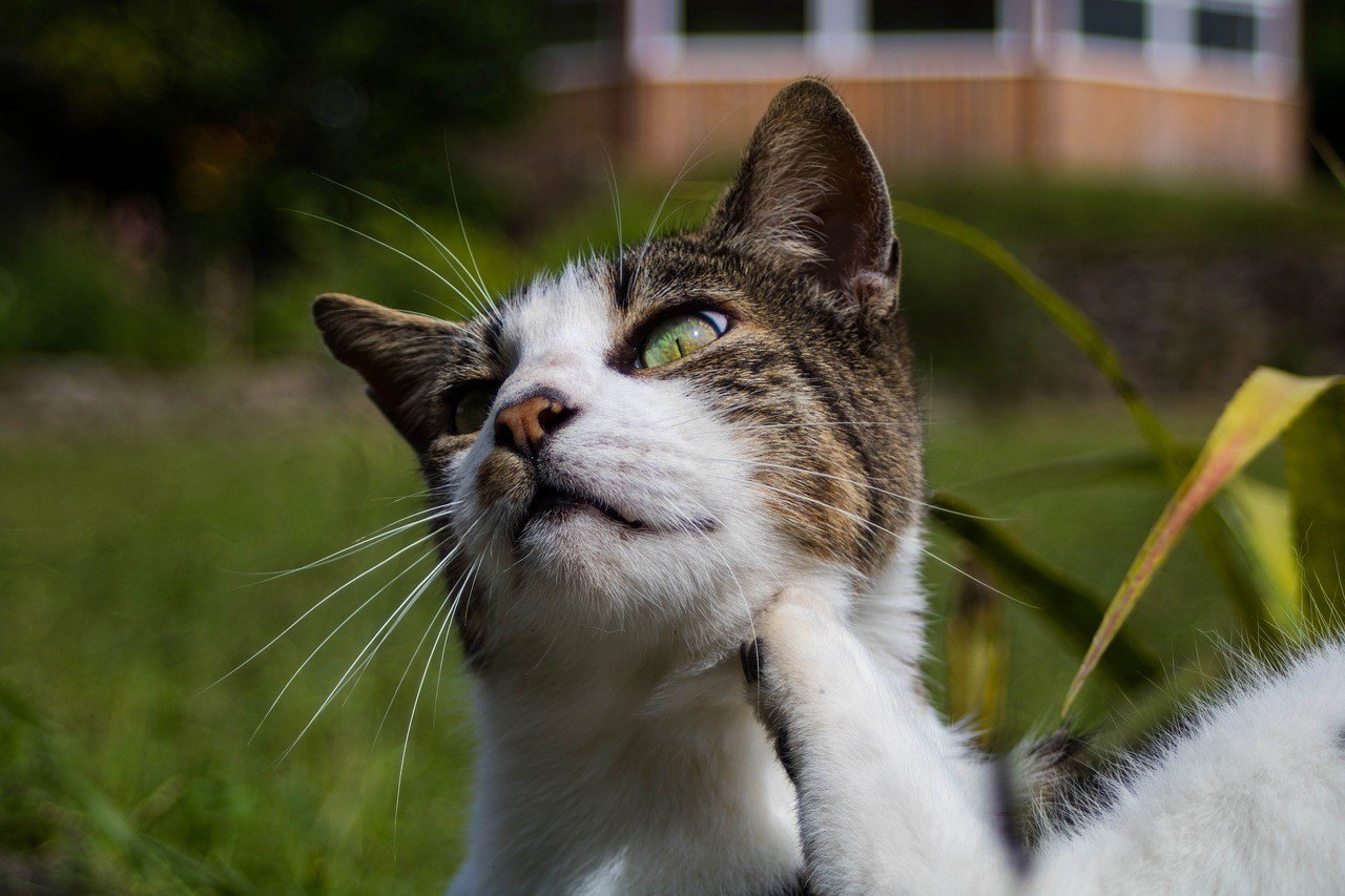 Mancarimile la pisici pot fi provocate de diversi factori, atat psihici cat si fizici.