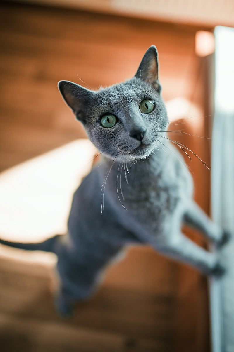 Enciclopedia pisicilor: rasa de pisici Albastru de Rusia (Russian blue cat)