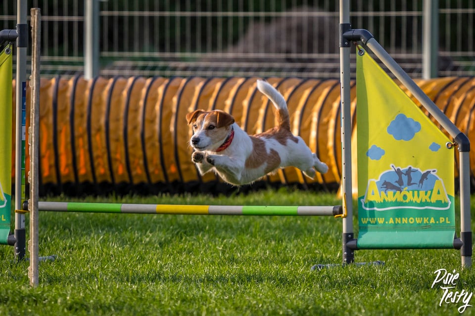 Sporturi pentru câini – sau cum să petreci activ timpul cu câinele?