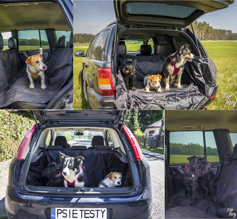 Câinele în călătoria cu mașina – ce trebuie să știi?