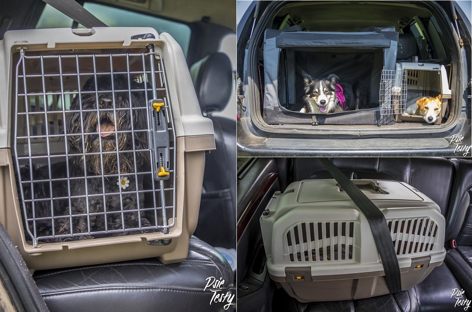 Câinele în călătoria cu mașina – ce trebuie să știi?