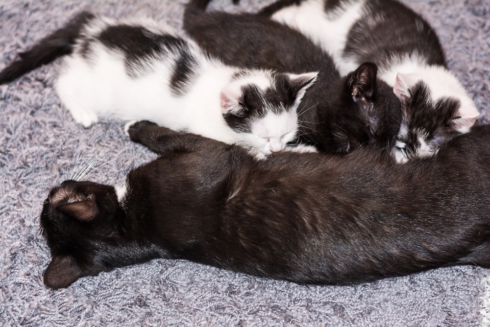 Trei pisicuțe albe și negre sug laptele mamei lor pisică.