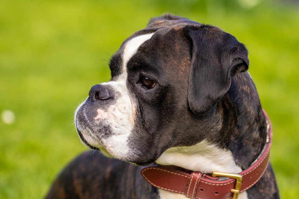 Boxerul este una dintre rasele de câini brahicefalice și trebuie protejat în special de căldura excesivă.