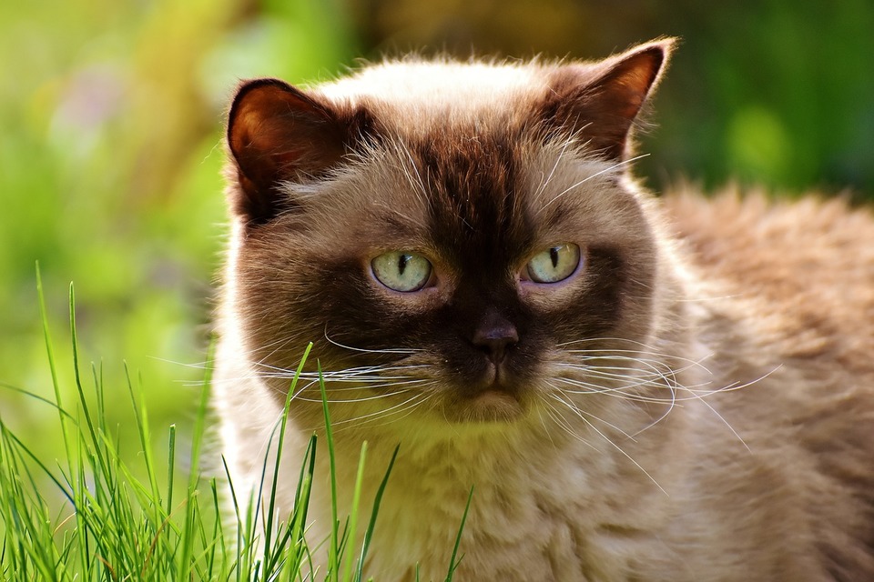 Pisica British Shorthair - caracteristici, îngrijire, sănătate (Enciclopedia pisicilor)