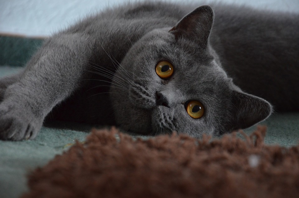 Pisica British Shorthair - caracteristici, îngrijire, sănătate (Enciclopedia pisicilor)