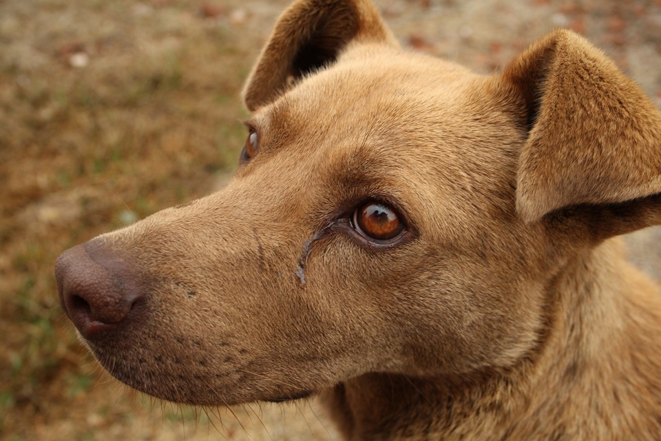 Câine cu ochii lăcrimoși. Acesta ar putea fi un simptom de răceală, boală sau alergie la câinele dumneavoastră.