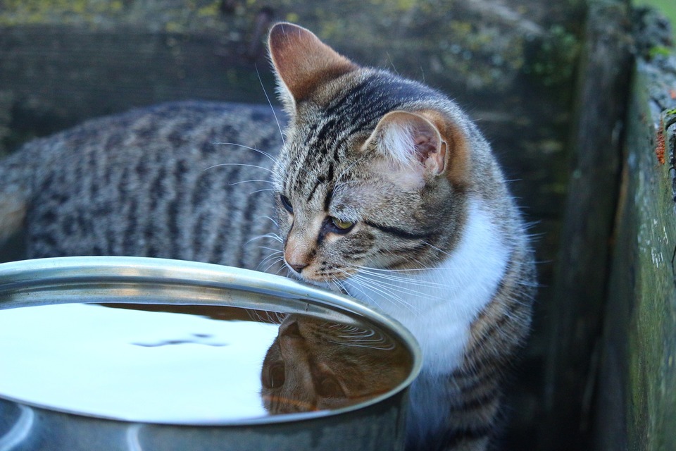 Pisica încearcă să bea dintr-un castron mare cu apă. Pisicile rareori simt sete din fire, deci este o idee bună să le mențineți hidratate oferind și alimente umede.
