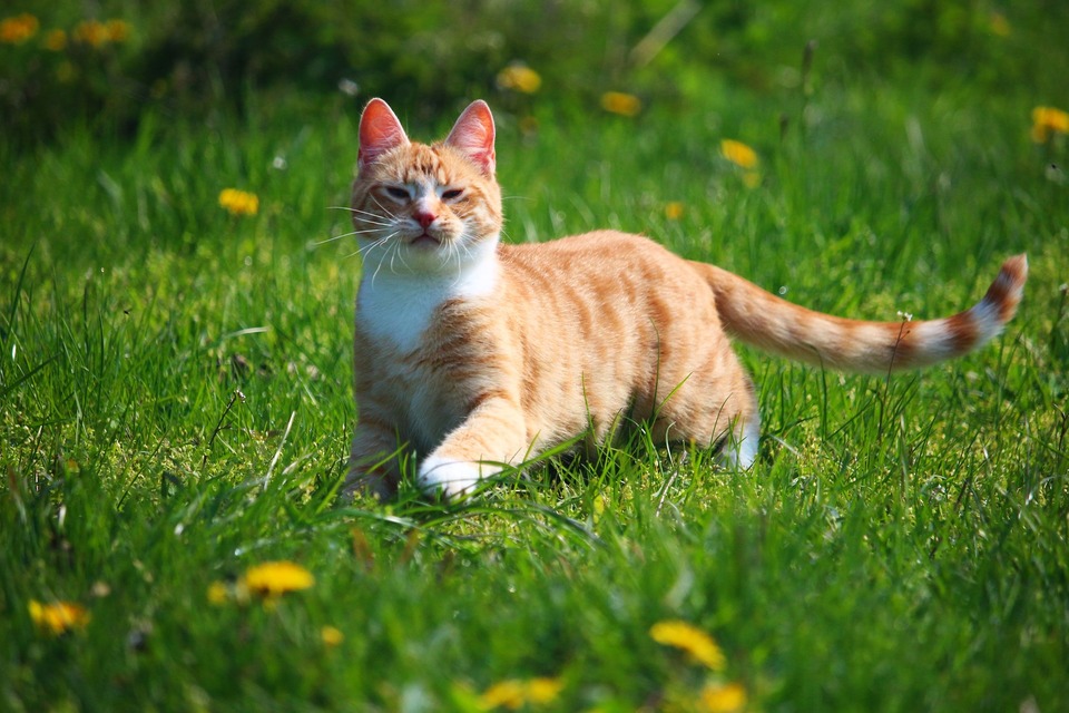 În cazul unei pisici care ajunge afară, există mai mulți factori care pot provoca strănut.