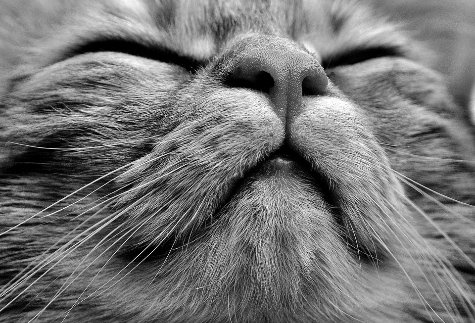 O pisică strănută din mai multe motive, moment în care își strânge ochii, își încordează vibrissele și expulzează intens aerul din plămâni. Strănutul este un mod natural de a curăța tractul respirator superior.