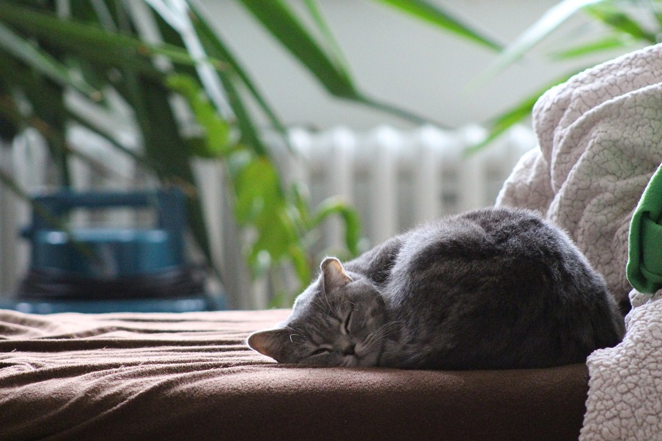 O pisică blănoasă doarme ghemuită într-un ghiveci. Protejați-vă pisica să nu mănânce plante otrăvitoare.