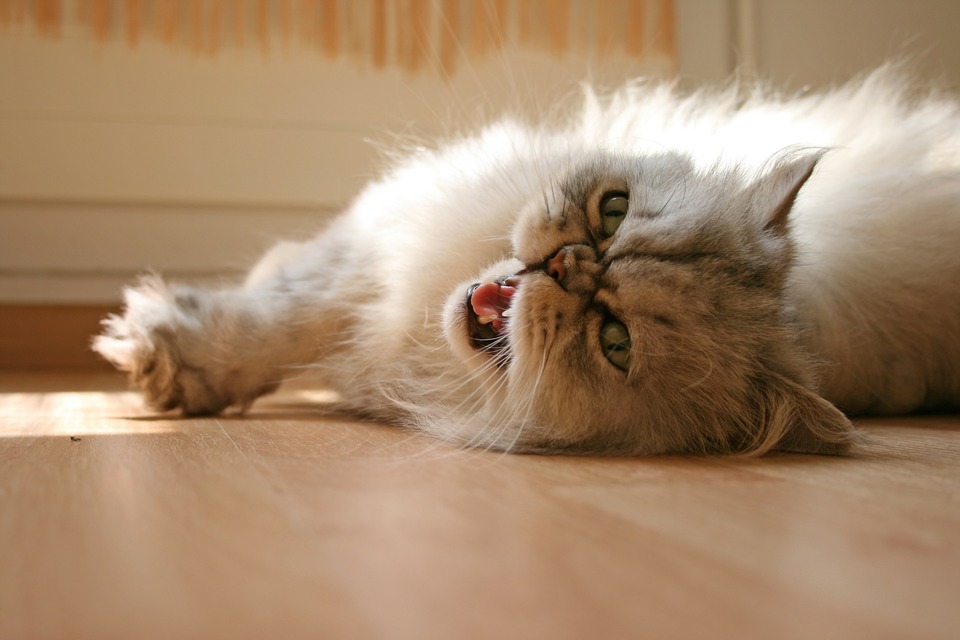 O pisică din casă poate strănuta de la praf. Tragând cu ochiul pe sub pat, pe sub dulapuri sau stând pe un covor prăfuit o modalitate simplă de a strănuta.