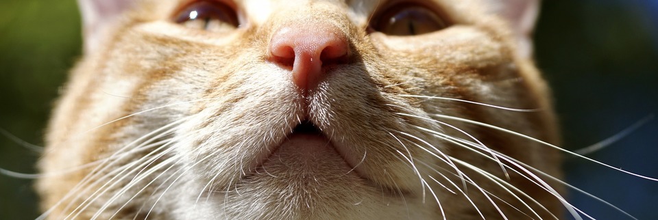 O pisică pregătită să strănute strâmbă din ochi și își flexează mustatile.