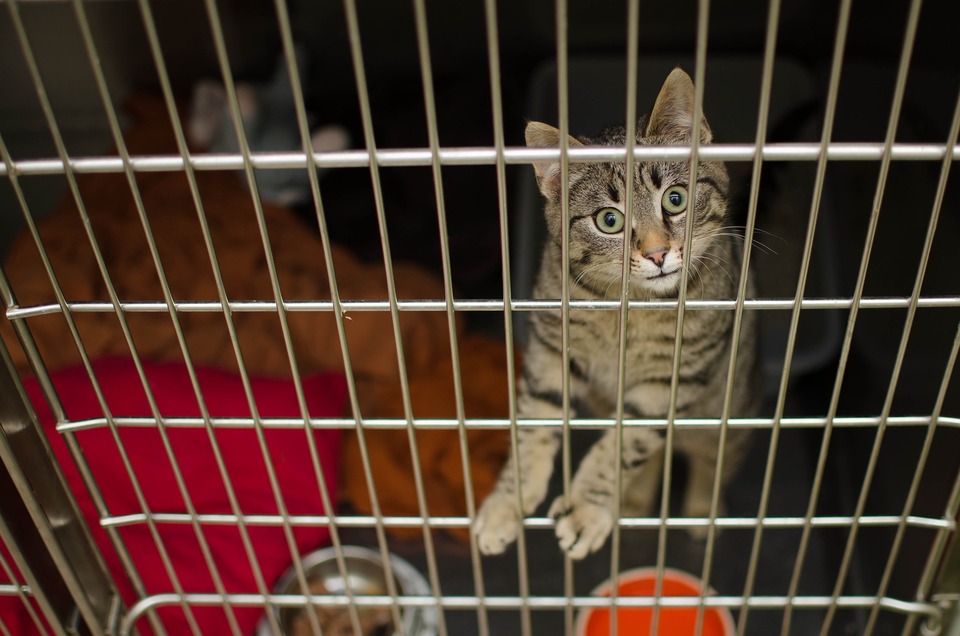 Cușca pentru pisici este o soluție de ultimă instanță, dar uneori este singura opțiune pentru a ajuta o pisică, de exemplu în timpul bolii sau în timpul socializării cu izolare.