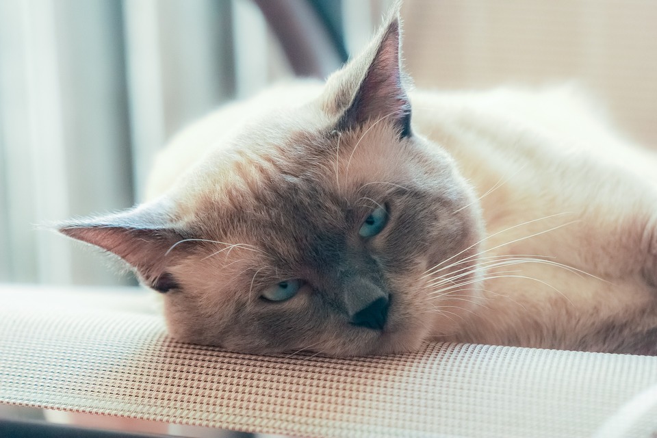 O pisică thailandeză adultă cu o culoare mai deschisă. Privește cu ochi neobișnuit de albaștri.