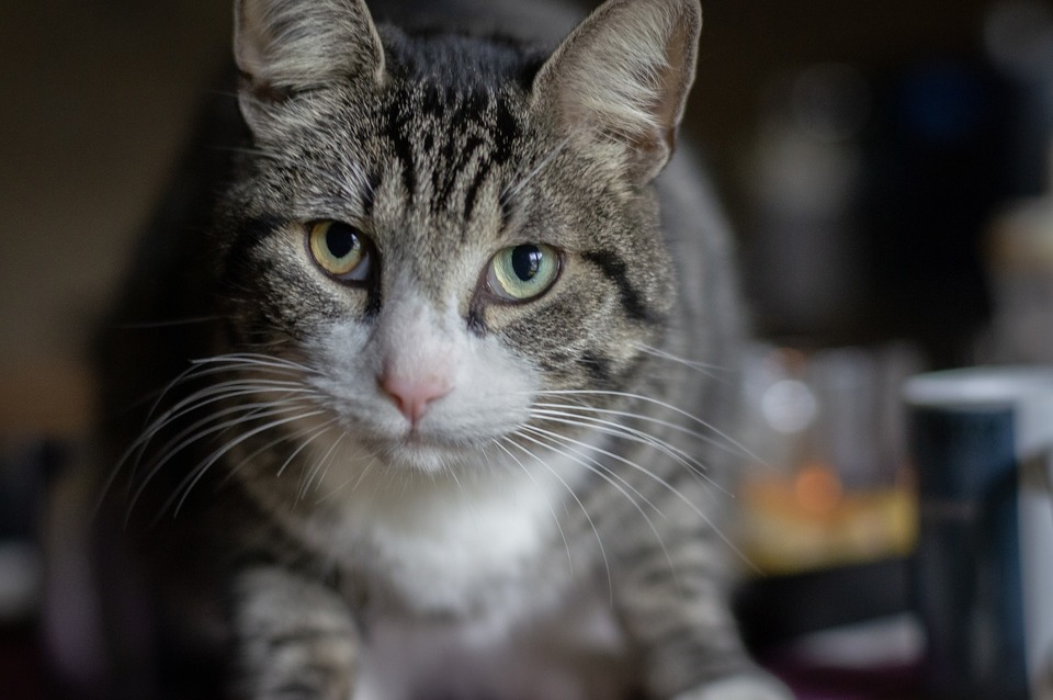 Viermii la pisici – simptome, cauze. Când și cum deparazităm pisica?