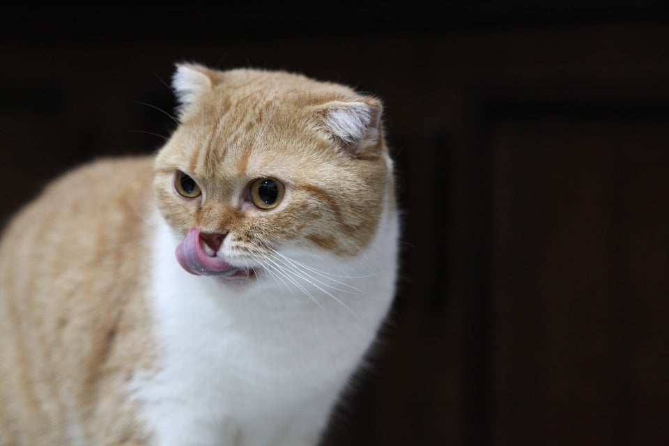 Dieta BARF – trebuie hrănite pisicile cu carne crudă?