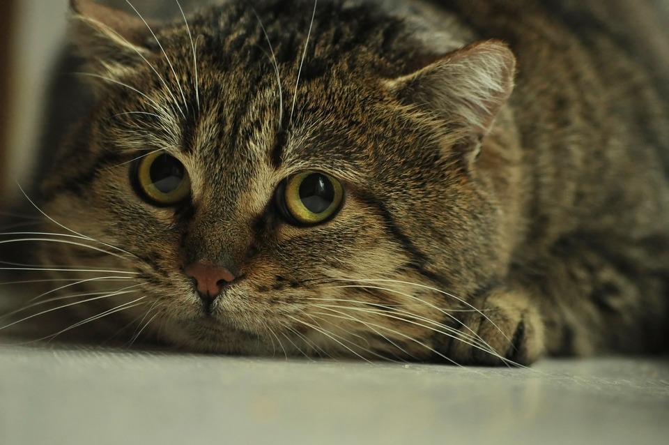 O pisică speriată are pupilele mărite și vibrissele alerte. Încercați să rămâneți calm și acordați pisicii sălbatice spațiu și timp.