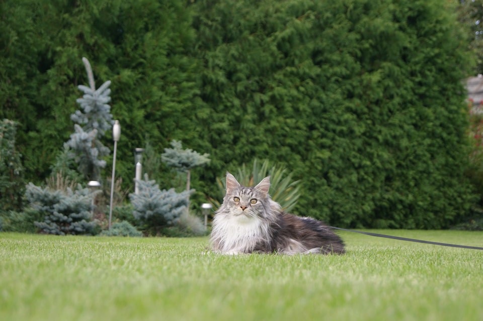 Pisica Maine Coon - caracteristici, îngrijire, sănătate (Enciclopedia pisicilor)