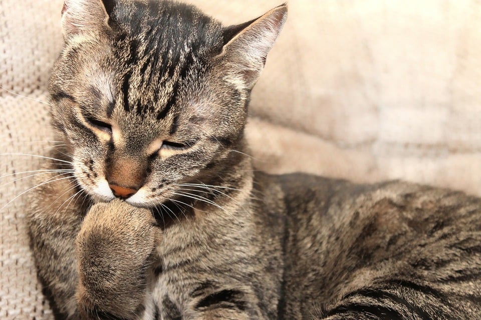 Ghemele de blană la pisici - sfatul veterinarului