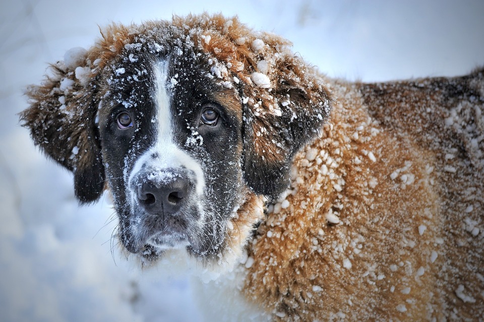 Plimbarea cu câinele iarna – cât de des?