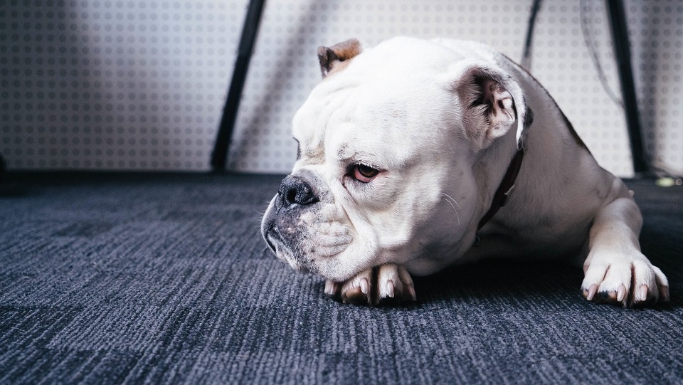 Diareea la câine – cele mai frecvente cauze și tratament