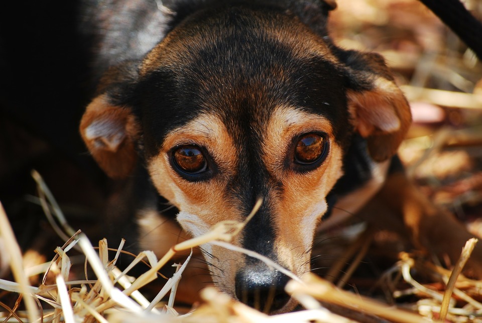 Afecțiunile articulare la câini – Sfaturile Veterinarului