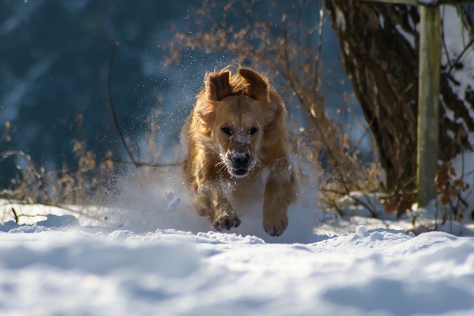 Plimbarea cu câinele iarna – cât de des?