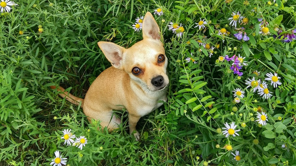 Un cățeluș stă pe o pajiște, printre flori și ierburi de câmp