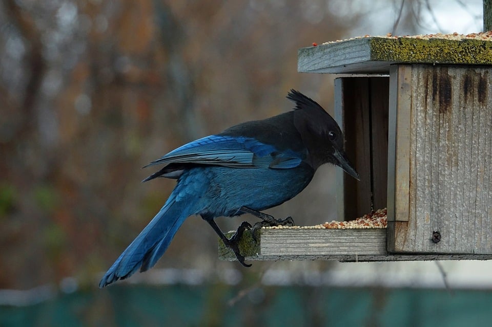 Cum hrănim păsările pe timpul iernii?