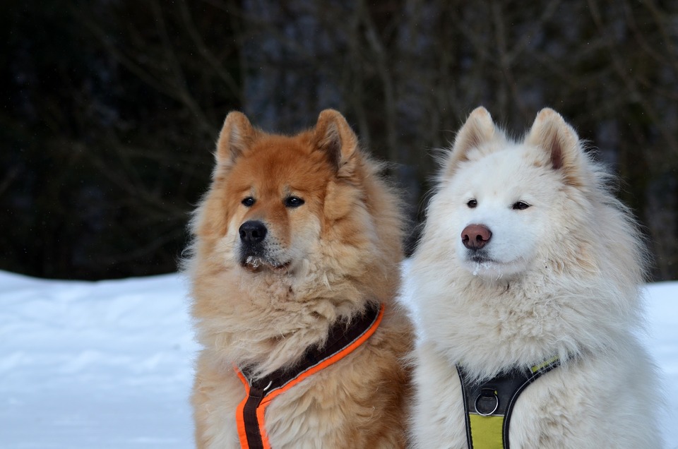 Diferite culori de câini Samoyed stau unul lângă altul - unul rem, celălalt alb