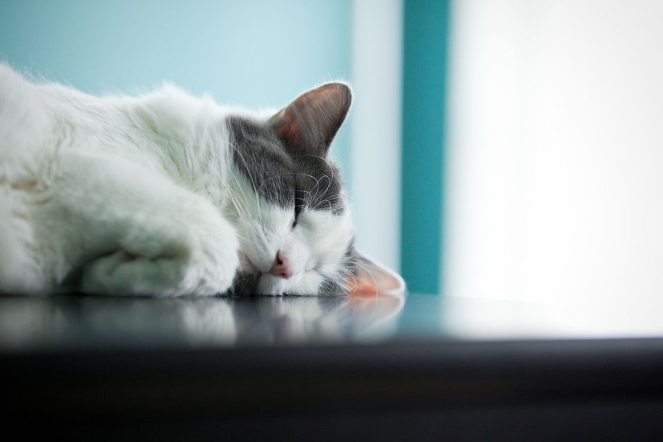 În cazul depozitelor de minerale, detectarea rapidă și tratamentul precoce pot proteja pisica de afecțiuni medicale mult mai grave.
