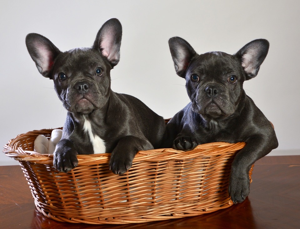 Puii de bulldog francez au deja urechile mari de la o vârstă fragedă. Încă de la vârsta de cățel, trebuie să se aibă grijă și să se facă profilaxie pentru a proteja sistemul scheletic al bulldogilor
