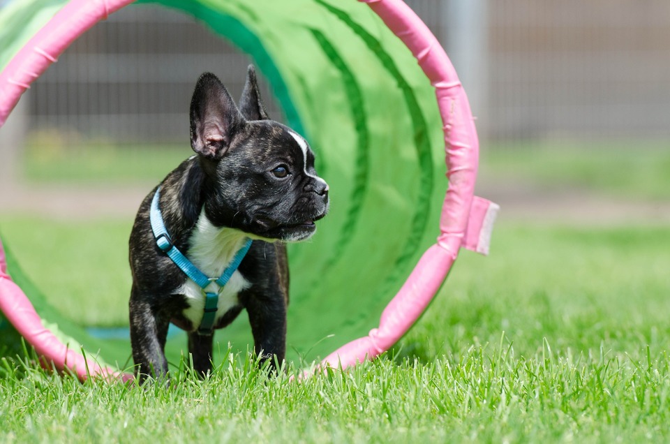 Bulldogii francezi sunt câini sociabili și agili și se vor descurca bine în unele sporturi canine sau în antrenamentele de obediență.