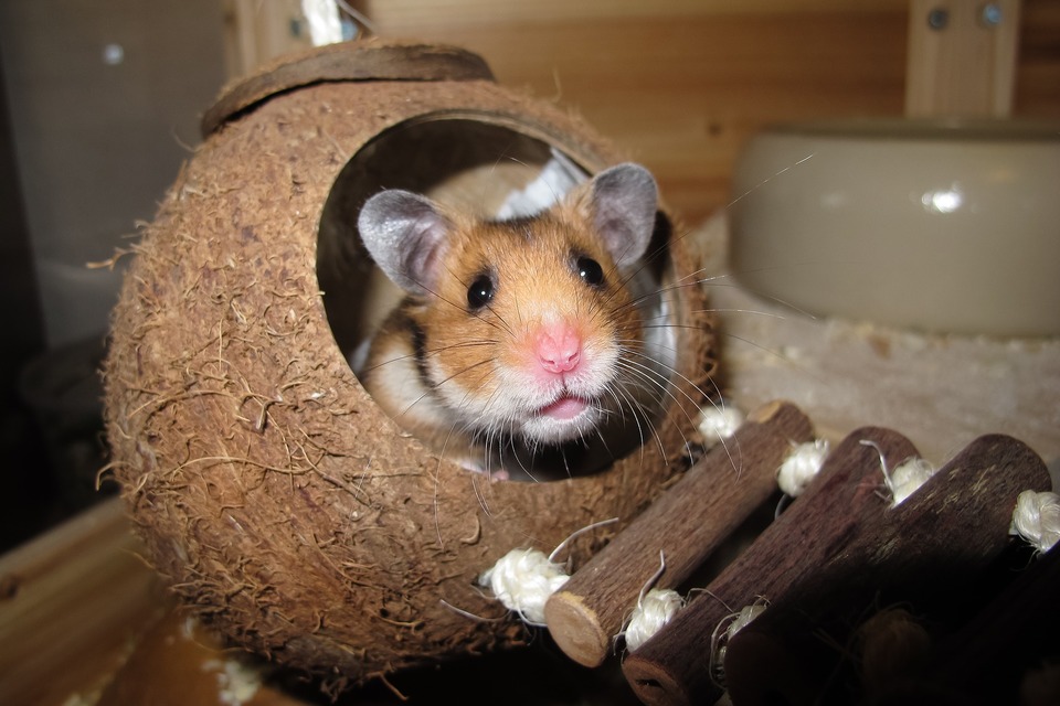 Un fruct de nucă de cocos curățat poate fi folosit ca o casă pentru hamsteri.
