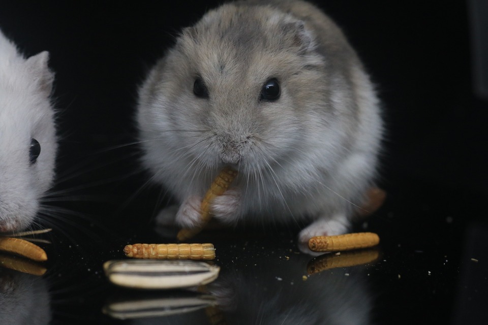Hamsterii ar trebui să primească proteine animale sub formă de viermi de făină sau greieri uscați. Cel mai bine este să hrăniți astfel de alimente o dată sau de două ori pe săptămână.