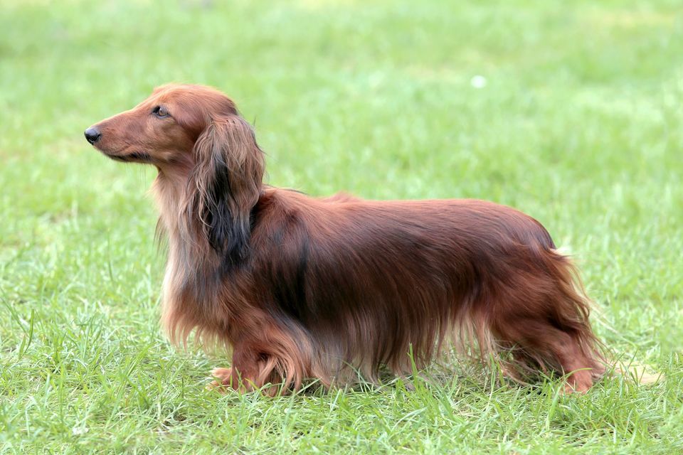 Teckel - caracteristici, îngrijire, sănătate ( Enciclopedia câinilor )