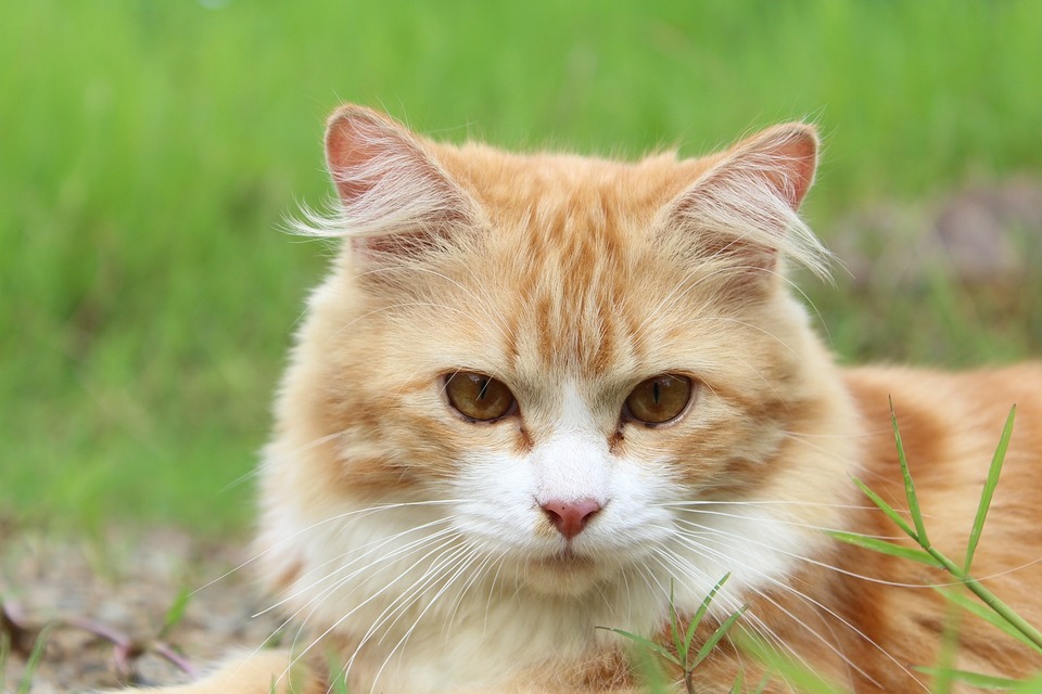 Guturaiul la pisici - tratament și simptome. Sfatul veterinarului