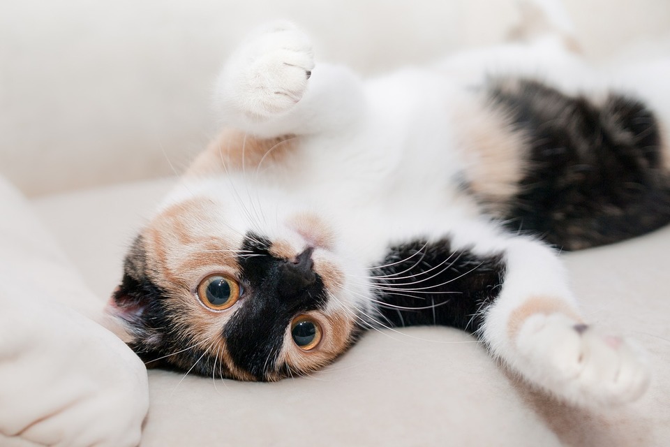 Guturaiul la pisici - tratament și simptome. Sfatul veterinarului
