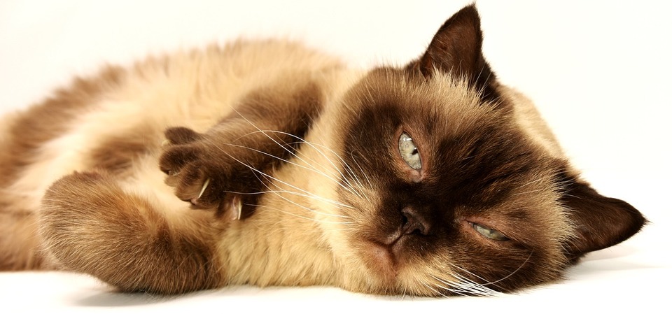 De ce pisica se scarpină? Mâncărimea la pisică – sfatul veterinarului