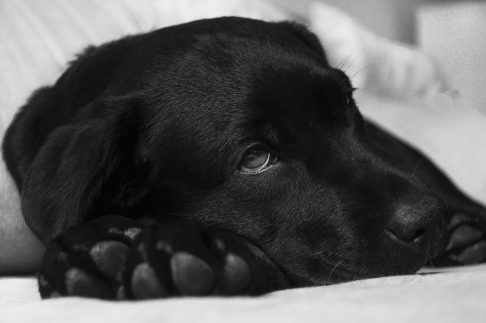 Un labrador negru, stă cu capul sprijinit pe labele din față și privește în depărtare.