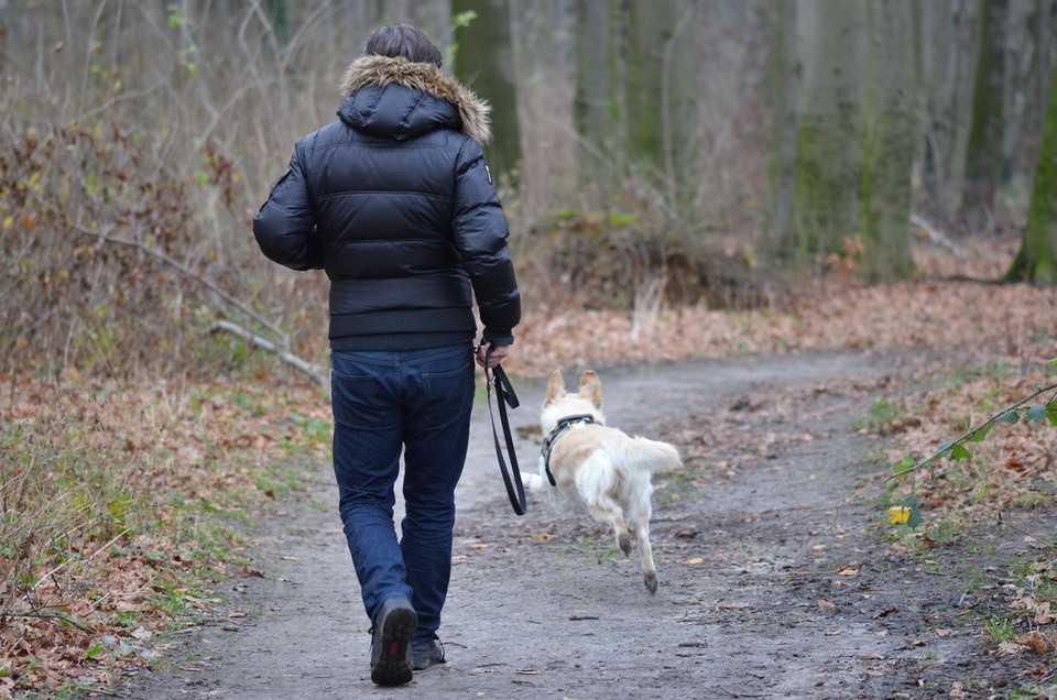 Pentru siguranța noastră și a câinelui nostru, ar trebui să îl plimbăm întotdeauna în lesă. Chiar și într-o pădure sau într-un luminiș, pericolele periculoase ne pândesc. Se pot folosi lese cu rază lungă de acțiune pentru ca câinele dumneavoastră să poată alerga liber